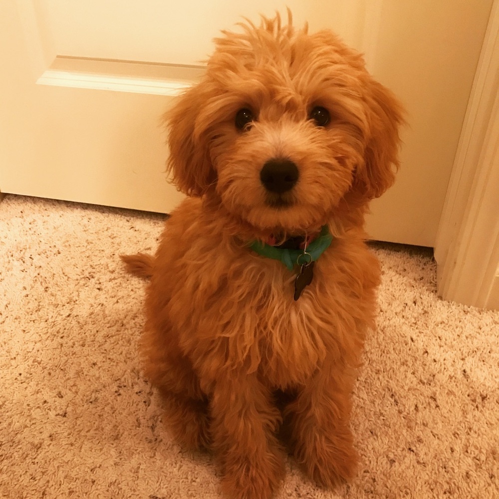 Meet your Posher, Jennafer